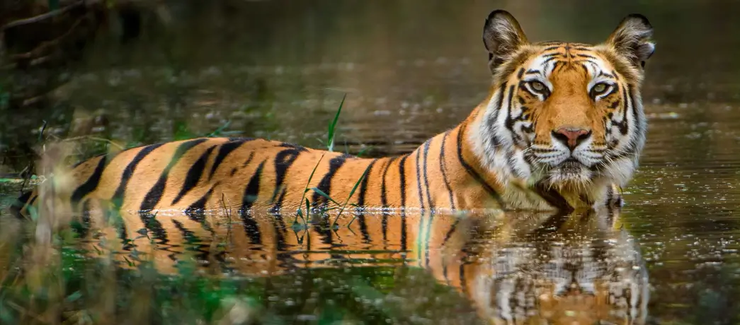 Luxury Nature Escapes in India Beyond Tiger Safaris