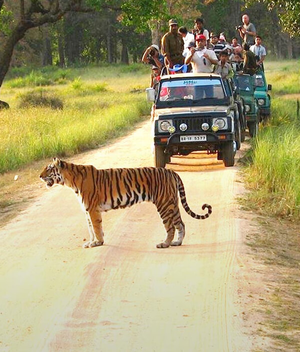 India Wildlife Tours