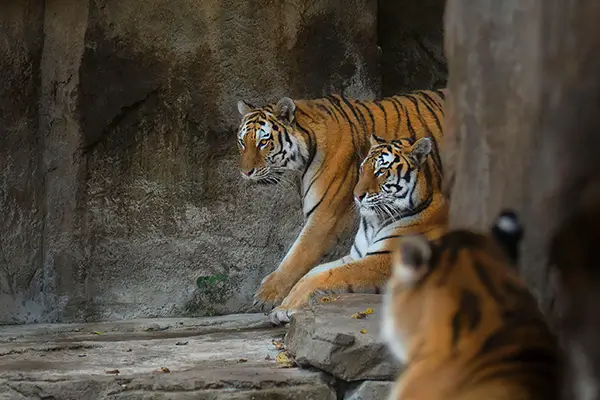 Ranthambore