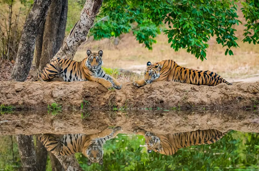 Bandhavgarh, Kanha and Kaziranga Safari Tour