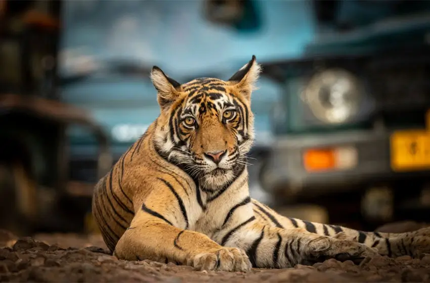 Exclusive Luxury India Tour with Wildlife & Heritage