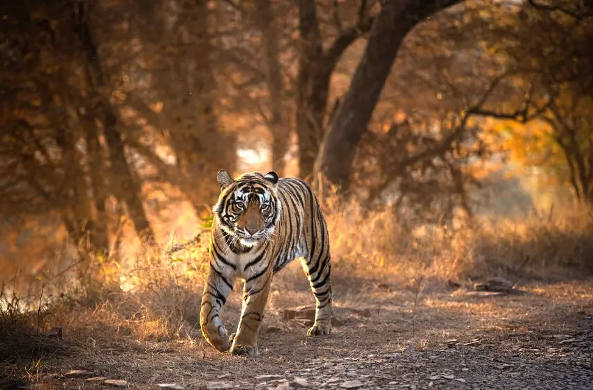 Family-Friendly Golden Triangle with Wildlife Tour