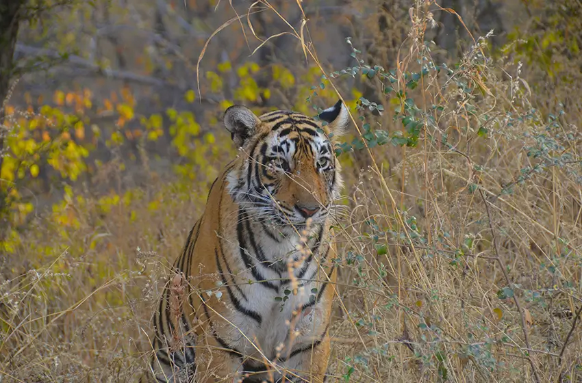Iconic India: Tigers and the Taj Mahal
