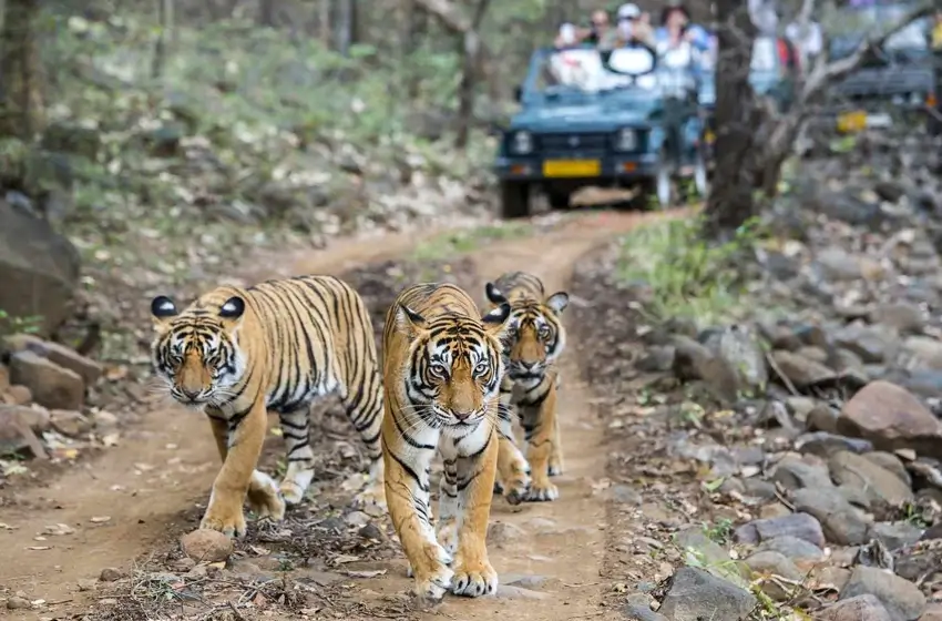 India Golden Triangle Tour With Tiger Safari