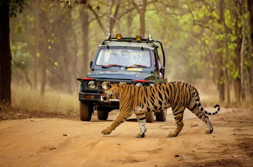 Jaipur–Ranthambore Same Day Tour