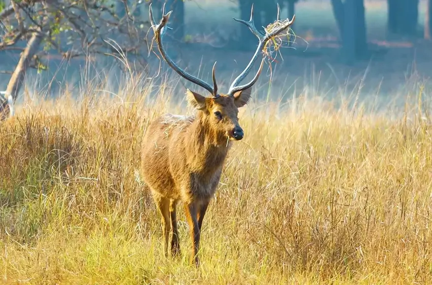 Luxury Tiger Safari in India with Golden Triangle Tour