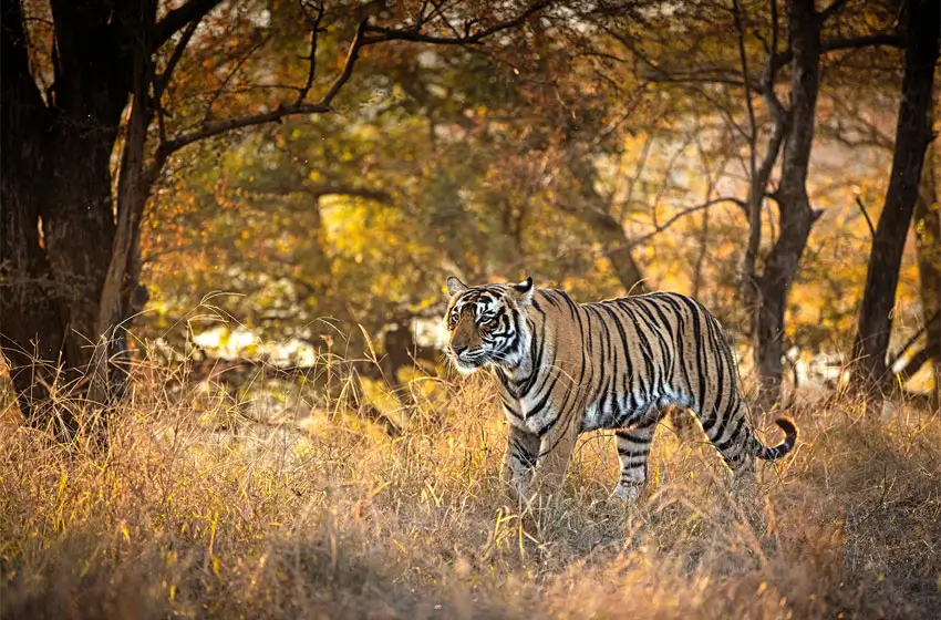 Rajasthan with Tiger Safari Tour Package