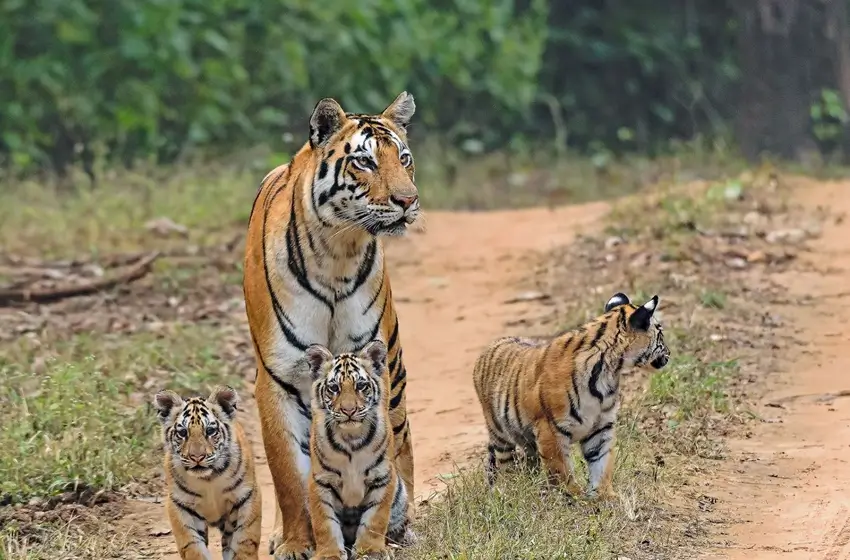 Taj Tigers and Temples Tour