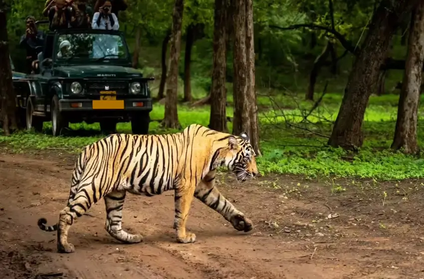 Tiger, Taj and Leopard Safari
