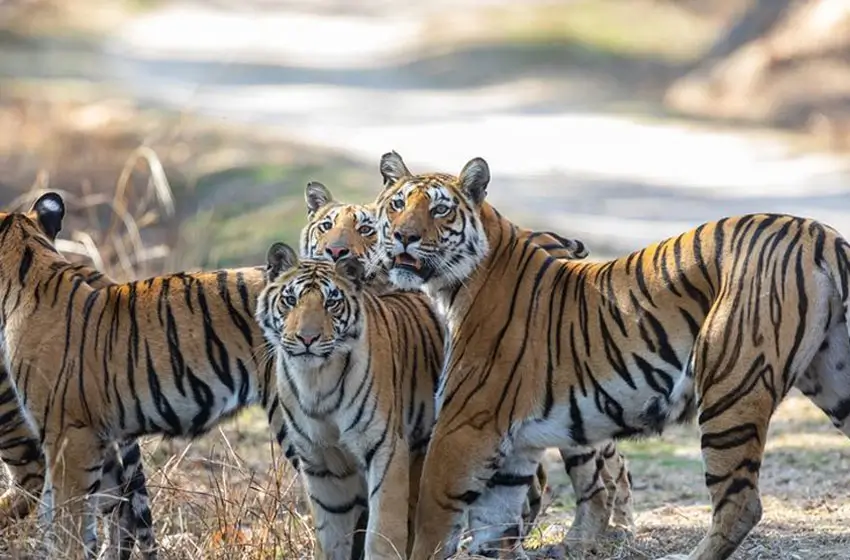 Ultimate India Wildlife & Tiger Safari Tour
