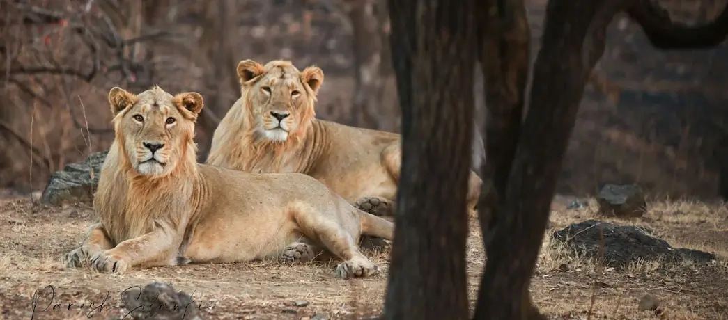Gir-National-Park